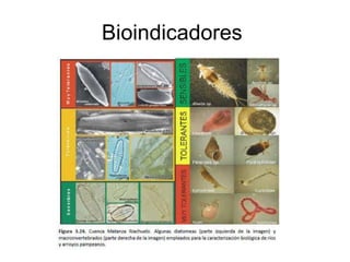 Bioindicadores  