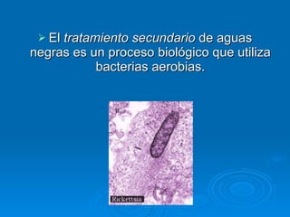 El  tratamiento secundario  de aguas negras es un proceso biológico que utiliza bacterias aerobias. 