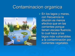 Contaminacion organica En los lagos y mares, con frecuencia la dilución es menos efectiva que en las corrientes porque tienen escasa fluencia, lo cual hace a los lagos más vulnerables a la contaminación por nutrientes vegetales.  