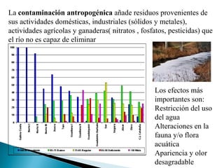 La contaminación antropogénica añade residuos provenientes de
sus actividades domésticas, industriales (sólidos y metales),
actividades agrícolas y ganaderas( nitratos , fosfatos, pesticidas) que
el río no es capaz de eliminar




                                                  Los efectos más
                                                  importantes son:
                                                  Restricción del uso
                                                  del agua
                                                  Alteraciones en la
                                                  fauna y/o flora
                                                  acuática
                                                  Apariencia y olor
                                                  desagradable
 
