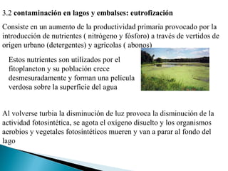 3.2 contaminación en lagos y embalses: eutrofización
Consiste en un aumento de la productividad primaria provocado por la
introducción de nutrientes ( nitrógeno y fósforo) a través de vertidos de
origen urbano (detergentes) y agrícolas ( abonos)
  Estos nutrientes son utilizados por el
  fitoplancton y su población crece
  desmesuradamente y forman una película
  verdosa sobre la superficie del agua


Al volverse turbia la disminución de luz provoca la disminución de la
actividad fotosintética, se agota el oxígeno disuelto y los organismos
aerobios y vegetales fotosintéticos mueren y van a parar al fondo del
lago
 
