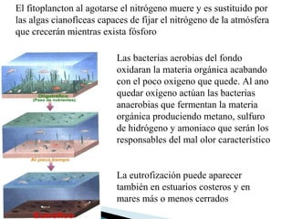 El fitoplancton al agotarse el nitrógeno muere y es sustituido por
las algas cianofíceas capaces de fijar el nitrógeno de la atmósfera
que crecerán mientras exista fósforo

                          Las bacterias aerobias del fondo
                          oxidaran la materia orgánica acabando
                          con el poco oxigeno que quede. Al ano
                          quedar oxígeno actúan las bacterias
                          anaerobias que fermentan la materia
                          orgánica produciendo metano, sulfuro
                          de hidrógeno y amoniaco que serán los
                          responsables del mal olor característico


                          La eutrofización puede aparecer
                          también en estuarios costeros y en
                          mares más o menos cerrados
 
