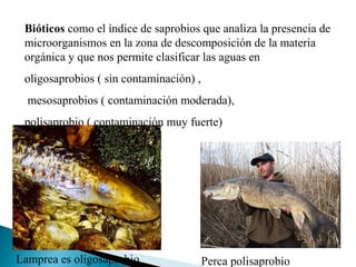 Bióticos como el índice de saprobios que analiza la presencia de
 microorganismos en la zona de descomposición de la materia
 orgánica y que nos permite clasificar las aguas en
 oligosaprobios ( sin contaminación) ,
  mesosaprobios ( contaminación moderada),
 polisaprobio ( contaminación muy fuerte)




Lamprea es oligosaprobio                 Perca polisaprobio
 