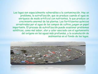 Los lagos son especialmente vulnerables a la contaminación. Hay un
problema, la eutrofización, que se produce cuando el agua se
enriquece de modo artificial con nutrientes, lo que produce un
crecimiento anormal de las plantas. Los fertilizantes químicos
arrastrados por el agua de los campos de cultivo juegan un papel
importante. El proceso de eutrofización puede ocasionar problemas
estéticos, como mal sabor, olor y color asociado con el agotamiento
del oxígeno en las aguas más profundas, y la acumulación de
sedimentos en el fondo de los lagos.

 
