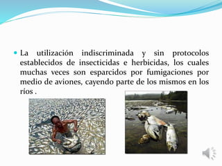  La utilización indiscriminada y sin protocolos
establecidos de insecticidas e herbicidas, los cuales
muchas veces son esparcidos por fumigaciones por
medio de aviones, cayendo parte de los mismos en los
ríos .
 