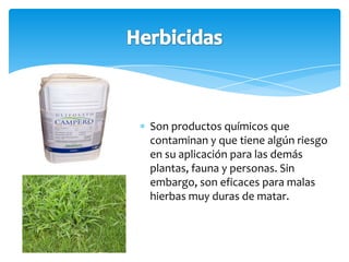 Son productos químicos que
contaminan y que tiene algún riesgo
en su aplicación para las demás
plantas, fauna y personas. Sin
embargo, son eficaces para malas
hierbas muy duras de matar.
 