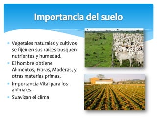 Vegetales naturales y cultivos
se fijen en sus raíces busquen
nutrientes y humedad.
El hombre obtiene
Alimentos, Fibras, Maderas, y
otras materias primas.
Importancia Vital para los
animales.
Suavizan el clima
 