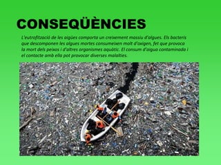CONSEQÜÈNCIES
L'eutrofització de les aigües comporta un creixement massiu d'algues. Els bacteris
que descomponen les algues mortes consumeixen molt d'oxigen, fet que provoca
la mort dels peixos i d'altres organismes aquàtic. El consum d'aigua contaminada i
el contacte amb ella pot provocar diverses malalties.
 