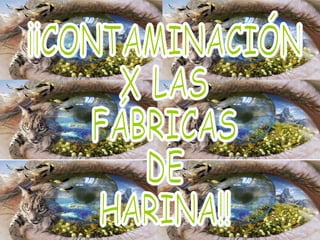 ¡¡CONTAMINACIÓN  X LAS  FÁBRICAS  DE  HARINA!! 