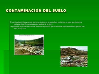 CONTAMINACIÓN DEL SUELO El uso de plaguicidas y demás químicos tóxicos en la agricultura contamina el agua que bebemos produciendo enfermedades estomacales, de la piel… La población sufre de desnutrición debido a la pobreza que ocasiona el bajo rendimiento agrícola y la poca producción. 