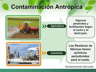 Contaminación Antrópica 
Los Residuos de 
fábricas tienen 
químicos 
perjudiciales 
para el suelo. 
Contaminación del suelo 
Agricultura 
Industrias 
Algunos 
pesticidas y 
fertilizantes llegan 
al suelo y lo 
destruyen. 
 