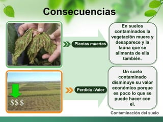Consecuencias 
Un suelo 
contaminado 
disminuye su valor 
económico porque 
es poco lo que se 
puede hacer con 
el. 
Contaminación del suelo 
Plantas muertas 
Perdida -Valor 
En suelos 
contaminados la 
vegetación muere y 
desaparece y la 
fauna que se 
alimenta de ella 
también. 
 