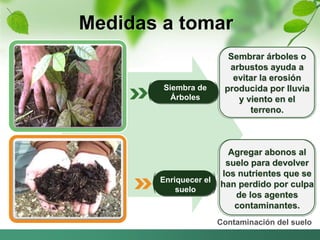 Medidas a tomar 
Agregar abonos al 
suelo para devolver 
los nutrientes que se 
han perdido por culpa 
de los agentes 
contaminantes. 
Contaminación del suelo 
Siembra de 
Árboles 
Enriquecer el 
suelo 
Sembrar árboles o 
arbustos ayuda a 
evitar la erosión 
producida por lluvia 
y viento en el 
terreno. 
 