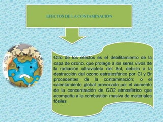 EFECTOS DE LA CONTAMINACION
Otro de los efectos es el debilitamiento de la
capa de ozono, que protege a los seres vivos de
la radiación ultravioleta del Sol, debido a la
destrucción del ozono estratosférico por Cl y Br
procedentes de la contaminación; o el
calentamiento global provocado por el aumento
de la concentración de CO2 atmosférico que
acompaña a la combustión masiva de materiales
fósiles
 