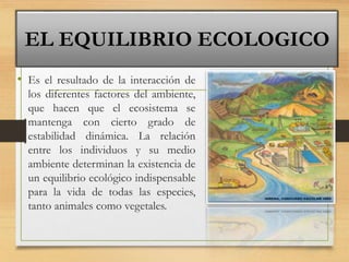 • Es el resultado de la interacción de
los diferentes factores del ambiente,
que hacen que el ecosistema se
mantenga con cierto grado de
estabilidad dinámica. La relación
entre los individuos y su medio
ambiente determinan la existencia de
un equilibrio ecológico indispensable
para la vida de todas las especies,
tanto animales como vegetales.
EL EQUILIBRIO ECOLOGICO
 
