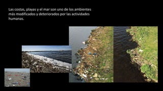 Las costas, playas y el mar son uno de los ambientes
más modificados y deteriorados por las actividades
humanas.
 