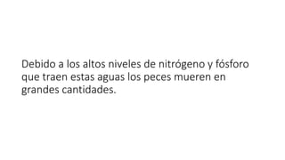 Debido a los altos niveles de nitrógeno y fósforo
que traen estas aguas los peces mueren en
grandes cantidades.
 