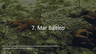 7. Mar Báltico
Click to add texthttps://www.abc.es/natural-biodiversidad/20140411/abci-
contaminacion-baltico-201404111239.html
 