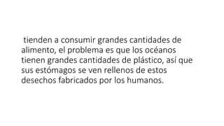 tienden a consumir grandes cantidades de
alimento, el problema es que los océanos
tienen grandes cantidades de plástico, así que
sus estómagos se ven rellenos de estos
desechos fabricados por los humanos.
 