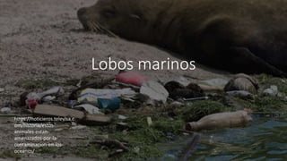 Lobos marinos
https://noticieros.televisa.c
om/historia/estos-
animales-estan-
amenazados-por-la-
contaminacion-en-los-
oceanos/
 