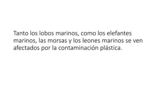 Tanto los lobos marinos, como los elefantes
marinos, las morsas y los leones marinos se ven
afectados por la contaminación plástica.
 