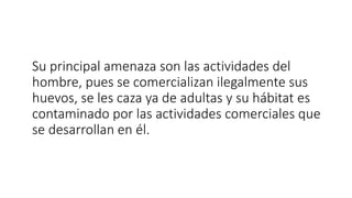 Su principal amenaza son las actividades del
hombre, pues se comercializan ilegalmente sus
huevos, se les caza ya de adultas y su hábitat es
contaminado por las actividades comerciales que
se desarrollan en él.
 