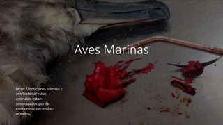 Aves Marinas
https://noticieros.televisa.c
om/historia/estos-
animales-estan-
amenazados-por-la-
contaminacion-en-los-
oceanos/
 