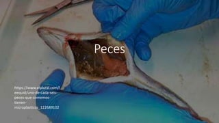 Peces
https://www.elplural.com/l
eequid/uno-de-cada-seis-
peces-que-comemos-
tienen-
microplasticos_122689102
 