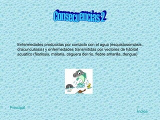 Enfermedades producidas por contacto con el agua (esquistosomiasis, dracunculiasis) y enfermedades transmitidas por vectores de hábitat acuático (filariosis, malaria, ceguera del río, fiebre amarilla, dengue) Consecuencias 2 Índice Principal 