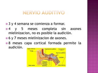 3

y 4 semana se comienza a formar.
4
y 5 meses completa sin axones
mielinizacion, no es posible la audición.
 6 y 7 meses mielinizacion de axones.
 8 meses capa cortical formada permite la
audición.

 