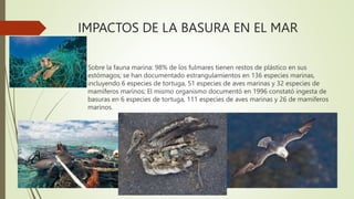 IMPACTOS DE LA BASURA EN EL MAR
 Sobre la fauna marina: 98% de los fulmares tienen restos de plástico en sus
estómagos; se han documentado estrangulamientos en 136 especies marinas,
incluyendo 6 especies de tortuga, 51 especies de aves marinas y 32 especies de
mamíferos marinos; El mismo organismo documentó en 1996 constató ingesta de
basuras en 6 especies de tortuga, 111 especies de aves marinas y 26 de mamíferos
marinos.
 
