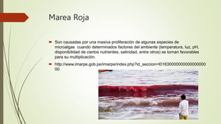 Marea Roja
 Son causadas por una masiva proliferación de algunas especies de
microalgas cuando determinados factores del ambiente (temperatura, luz, pH,
disponibilidad de ciertos nutrientes, salinidad, entre otros) se tornan favorables
para su multiplicación.
 http://www.imarpe.gob.pe/imarpe/index.php?id_seccion=I01830000000000000000
00
 