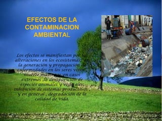 EFECTOS DE LA
CONTAMINACION
AMBIENTAL
Los efectos se manifiestan por las
alteraciones en los ecosistemas; en
la generación y propagación de
enfermedades en los seres vivos ,
muerte masiva y, en casos
extremos ,la desaparición de
especies animales y vegetales;
inhibición de sistemas productivos ,
y en general , degradación de la
calidad de vida.

 