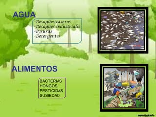 AGUA
-Desagües caseros
-Desagües industriales
-Basuras
-Detergentes

ALIMENTOS
BACTERIAS
HONGOS
PESTICIDAS
SUSIEDAD

 