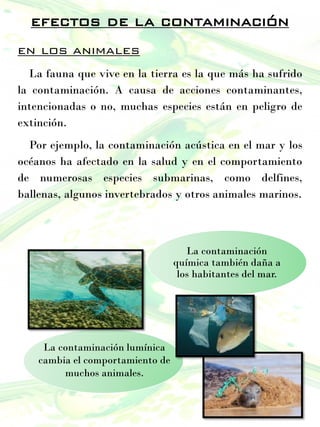 efectos de la contaminación
en los animales
La fauna que vive en la tierra es la que más ha sufrido
la contaminación. A causa de acciones contaminantes,
intencionadas o no, muchas especies están en peligro de
extinción.
Por ejemplo, la contaminación acústica en el mar y los
océanos ha afectado en la salud y en el comportamiento
de numerosas especies submarinas, como delfines,
ballenas, algunos invertebrados y otros animales marinos.
La contaminación
química también daña a
los habitantes del mar.
La contaminación lumínica
cambia el comportamiento de
muchos animales.
 
