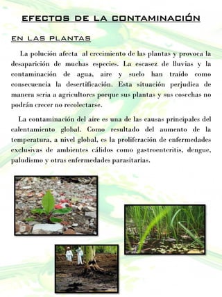 en las plantas
La polución afecta al crecimiento de las plantas y provoca la
desaparición de muchas especies. La escasez de lluvias y la
contaminación de agua, aire y suelo han traído como
consecuencia la desertificación. Esta situación perjudica de
manera seria a agricultores porque sus plantas y sus cosechas no
podrán crecer no recolectarse.
La contaminación del aire es una de las causas principales del
calentamiento global. Como resultado del aumento de la
temperatura, a nivel global, es la proliferación de enfermedades
exclusivas de ambientes cálidos como gastroenteritis, dengue,
paludismo y otras enfermedades parasitarias.
efectos de la contaminación
 