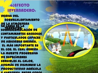 a)EFECTO
INVERNADERO:
Deriva del
sobrecalentamiento
de la atmósfera
Su causa es la
terrestre.
sobreacumulación de
contaminantes gaseosos
y particulados capaces
de absorber energía.
El más importante es
el CO2. el cual genera
la muerte progresiva
de especímenes
sensibles al calor,
además de disminuir la
productividad agrícola

 