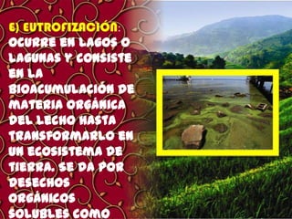 E) EUTROFIZACIÓN:
Ocurre en lagos o
lagunas y consiste
en la
bioacumulación de
materia orgánica
del lecho hasta
transformarlo en
un ecosistema de
tierra. Se da por
desechos
orgánicos
solubles como

 