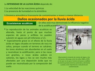 La INTENSIDAD DE LA LLUVIA ÁCIDA depende de:
1.La velocidad de las reacciones químicas
2.La presencia de humedad en la atmósfera
3.Dinámica atmosférica (transporte de contaminantes a mayor o menor distancia.
Daños ocasionados por la lluvia ácida
Ecosistemas acuáticos En ellos está muy demostrada la influencia negativa
de la acidificación.
Observando la situación de cientos de lagos y ríos
de Suecia y Noruega, entre los años 1960 y 1970,
en los que se vio que el número de peces y anfibios
iba disminuyendo de forma acelerada y alarmante,
cuando se dio importancia a esta forma de
contaminación.
 La reproducción de los animales acuáticos es
alterada, hasta el punto de que muchas
especies de peces y anfibios no pueden
subsistir en aguas con pH inferiores a 5,5.
 Especialmente grave es el efecto de la lluvia
ácida en lagos situados en terrenos de roca no
caliza, porque cuando el terreno es calcáreo,
los iones alcalinos son abundantes en el suelo
y neutralizan la acidificación; pero si las rocas
son granitos, o rocas ácidas pobres en
cationes, los lagos y ríos se ven mucho más
afectados por una deposición ácida que no
puede ser neutralizada por la composición del
suelo.
 