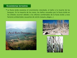  La lluvia ácida ocasiona el crecimiento retardado, el daño o la muerte de los
bosques. En la mayoría de los casos, los daños causados por la lluvia ácida en
los árboles ocurren debido a los efectos combinados de la lluvia ácida y esos
factores ambientales causantes de estrés (sequía, plagas…)
Ecosistemas terrestres
 