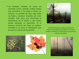  Los bosques situados en zonas de
montaña sufren, además, nieblas ácidas
que envuelven a las hojas y atacan su
cutícula. La pérdida de esta capa daña
las hojas y produce manchas de color
castaño. Esto hace que disminuya la
fotosíntesis de la planta y, por tanto,
quede afectado su desarrollo. Si el
proceso continúa las hojas se vuelven
amarillas y se inicia la defoliación que
provoca la muerte de las plantas.
En Checoslovaquia y Polonia, millones de
árboles han desaparecido debido a las lluvias
ácidas causadas por contaminaciones locales de
enorme intensidad.
 