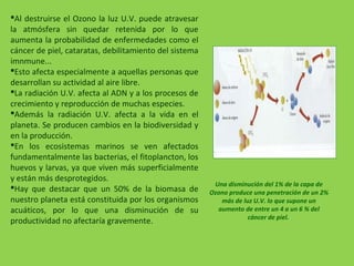 Al destruirse el Ozono la luz U.V. puede atravesar
la atmósfera sin quedar retenida por lo que
aumenta la probabilidad de enfermedades como el
cáncer de piel, cataratas, debilitamiento del sistema
imnmune...
Esto afecta especialmente a aquellas personas que
desarrollan su actividad al aire libre.
La radiación U.V. afecta al ADN y a los procesos de
crecimiento y reproducción de muchas especies.
Además la radiación U.V. afecta a la vida en el
planeta. Se producen cambios en la biodiversidad y
en la producción.
En los ecosistemas marinos se ven afectados
fundamentalmente las bacterias, el fitoplancton, los
huevos y larvas, ya que viven más superficialmente
y están más desprotegidos.
Hay que destacar que un 50% de la biomasa de
nuestro planeta está constituida por los organismos
acuáticos, por lo que una disminución de su
productividad no afectaría gravemente.
Una disminución del 1% de la capa de
Ozono produce una penetración de un 2%
más de luz U.V. lo que supone un
aumento de entre un 4 a un 6 % del
cáncer de piel.
 