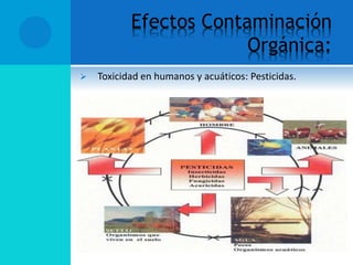 Efectos Contaminación
Orgánica:
 Toxicidad en humanos y acuáticos: Pesticidas.
 