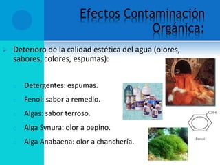 Efectos Contaminación
Orgánica:
 Deterioro de la calidad estética del agua (olores,
sabores, colores, espumas):
o Detergentes: espumas.
o Fenol: sabor a remedio.
o Algas: sabor terroso.
o Alga Synura: olor a pepino.
o Alga Anabaena: olor a chanchería.
 