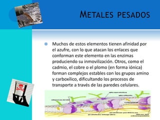 METALES PESADOS
 Muchos de estos elementos tienen afinidad por
el azufre, con lo que atacan los enlaces que
conforman este elemento en las enzimas
produciendo su inmovilización. Otros, como el
cadmio, el cobre o el plomo (en forma iónica)
forman complejos estables con los grupos amino
y carboxílico, dificultando los procesos de
transporte a través de las paredes celulares.
 