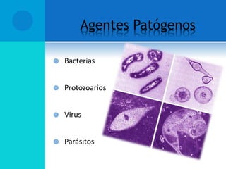 Agentes Patógenos
 Bacterias
 Protozoarios
 Virus
 Parásitos
 