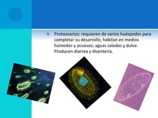  Protozoarios: requieren de varios huéspedes para
completar su desarrollo, habitan en medios
húmedos y acuosos; aguas saladas y dulce.
Producen diarrea y disentería.
 