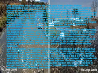 • Los ejemplos en el mundo de ríos que han sufrido daños
irreparables son muchos y la provocación de los mismos por lo
general se debe a la priorización de instalación de industrias y
fábricas que generan puestos de trabajo, pero sus desperdicios del
ciclo productivo. Las grandes empresas nacidas principalmente en
Europa, luego de haber provocado daños en sus países y que en
los mismos se legislara para evitar su instalación, emigraron a
países subdesarrollados donde no existían esas exigencias y leyes
que pusieran un marco para la instalación de estas plantas,
provocando daños en estos países nuevamente.
• El ejemplo de esto, se está viviendo a esta altura de la civilización,
en países de Oriente, principalmente en China, donde el desarrollo
industrial impetuoso, ha ocasionado impactos ambientales en los
ríos que han provocado el traslado de poblaciones numerosas
tradicionales que habitaban a orillas de ríos extraían del mismo lo
necesario para vivir, tanto desde el punto de vista alimenticio
como de generación de ingresos para cubrir otras necesidades
básicas.
• Las fabricadas e industrias instaladas instaladas en las márgenes
de estos ríos para utilizar, vaya paradoja, las aguas de los mismos
para sus ciclo productivo, de forma de tener bajos costos, luego
castigan al mismo enviándoles a su cauce todo tipo de productos
químicos contaminantes y nocivos para la vida animal existente en
el mismo, y matando gran parte del mismo. De esta forma, ya la
pesca disminuye, el agua no se puede beber sin correr riesgos y
las personas que vivían de mismo tienen que emigrar con las
nocivas consecuencias que esto implica
 