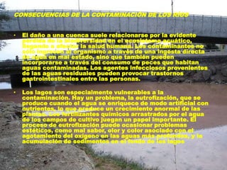 CONSECUENCIAS DE LA CONTAMINACIÓN DE LOS RÍOS
• El daño a una cuenca suele relacionarse por la evidente
pérdida de la biodiversidad en el ecosistema acuático,
llegando a afectar la salud humana. Los contaminantes no
sólo ingresan al organismo a través de una ingesta directa
de agua en mal estado, sino que también pueden
incorporarse a través del consumo de peces que habitan
aguas contaminadas. Los agentes infecciosos provenientes
de las aguas residuales pueden provocar trastornos
gastrointestinales entre las personas.
• Los lagos son especialmente vulnerables a la
contaminación. Hay un problema, la eutrofización, que se
produce cuando el agua se enriquece de modo artificial con
nutrientes, lo que produce un crecimiento anormal de las
plantas. Los fertilizantes químicos arrastrados por el agua
de los campos de cultivo juegan un papel importante. El
proceso de eutrofización puede ocasionar problemas
estéticos, como mal sabor, olor y color asociado con el
agotamiento del oxígeno en las aguas más profundas, y la
acumulación de sedimentos en el fondo de los lagos
 