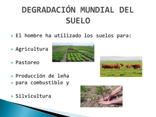    El hombre ha utilizado los suelos para:

   Agricultura

   Pastoreo

   Producción de leña
   para combustible y

   Silvicultura
 